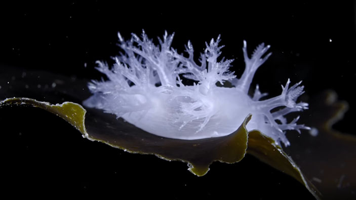 Кадр из фильма «Жизнь подо льдом» («Троицкий вариант» №5, 2020)