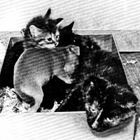 Кошка с собакой