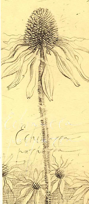 Эхинацея. Рисунок П. Перевезенцева («Химия и жизнь» №3, 2020)