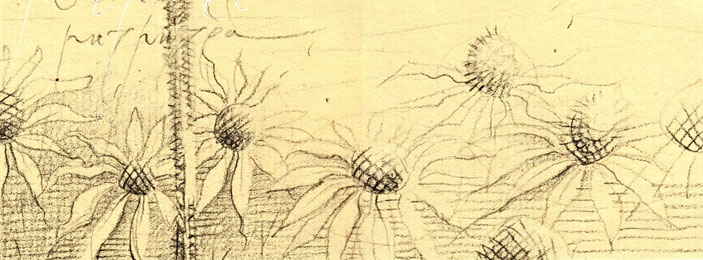 Эхинацея. Рисунок П. Перевезенцева («Химия и жизнь» №3, 2020)