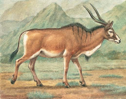 Реконструкция внешнего вида газеллоспиры («Природа» №6, 2019)