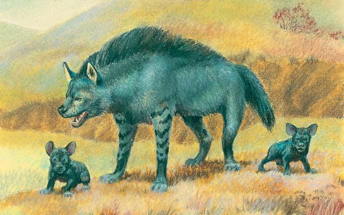 Реконструкция внешнего вида короткомордой гигантской гиены («Природа» №6, 2019)