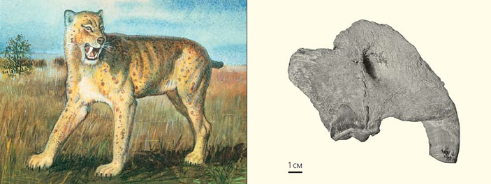 Гомотерий («Природа» №6, 2019)