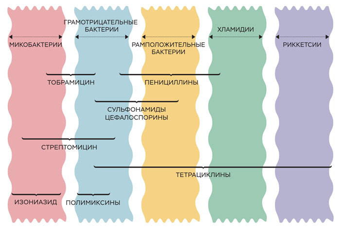 Болезнетворные микроорганизмы и спектры действия антибиотиков («Коммерсантъ Наука» №10(2), апрель 2020)
