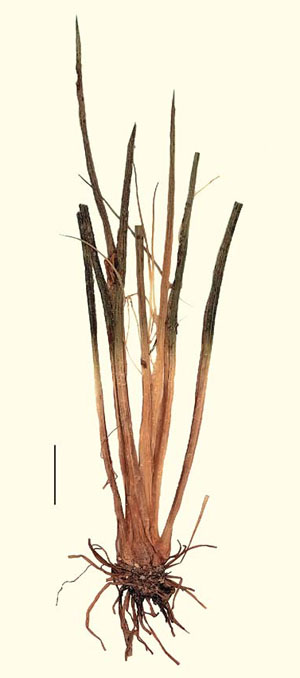 Современное гетероспоровое плауновидное Isoetes lacustris («Природа» №7, 2019)