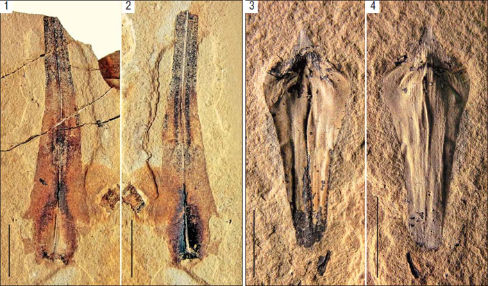 Ископаемые остатки садовниковии Sadovnikovia belemnoides («Природа» №7, 2019)
