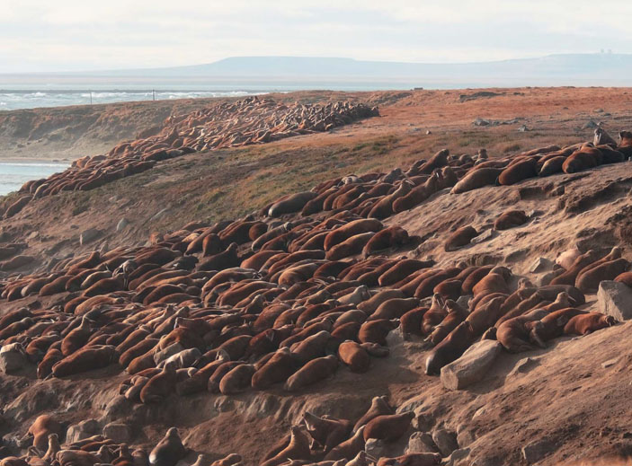 Береговые залежки моржей в ветреную погоду на мысе Ванкарем («Природа» №8, 2019)