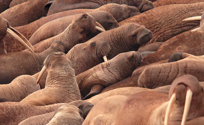 Рис. 2. Детеныши тихоокеанского моржа на береговом лежбище на мысе Ванкарем (Чукотка) («Природа» №8, 2019)