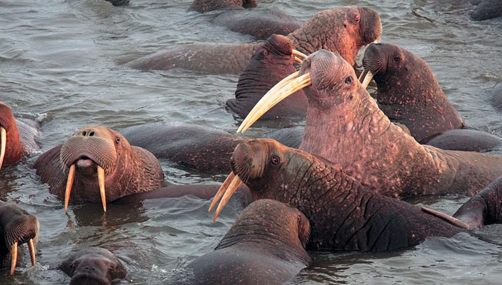 Рис. 3. Моржи разного возраста на мелководье у лежбища («Природа» №8, 2019)