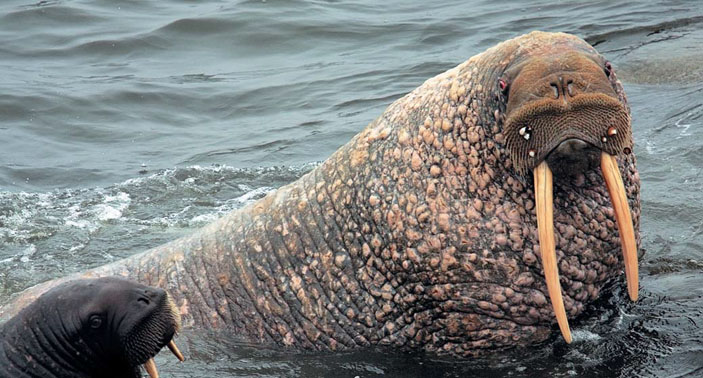 Рис. 4. Взрослый самец моржа («Природа» №8, 2019)