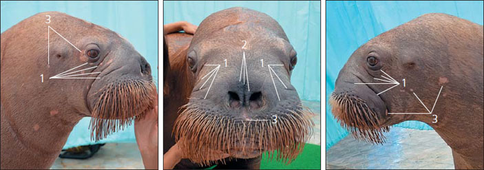 Рис. 5. Портрет двухлетнего моржа в разных ракурсах и маркеры, на основе которых проводится идентификация особи («Природа» №8, 2019)