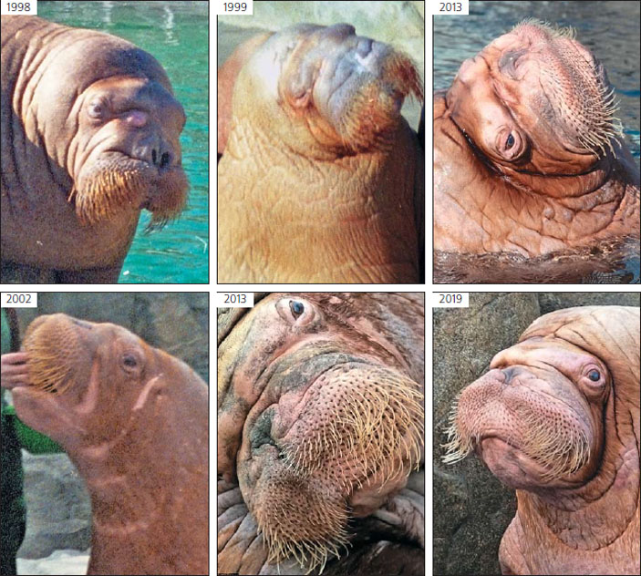 Рис. 9. Портрет самца Одиннадцатого в разные годы («Природа» №8, 2019)