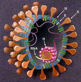 Рис. 1. Коронавирус («Троицкий вариант» №8, 2020)