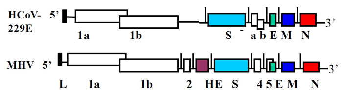 В структуре генома альфа-коронавируса человека 229Е и бета-коронавируса гепатита мышей можно увидеть два очень больших белка: 1a и 1b («Троицкий вариант» №8, 2020)