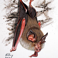 Коронавирусы: кто съел летучую мышь?