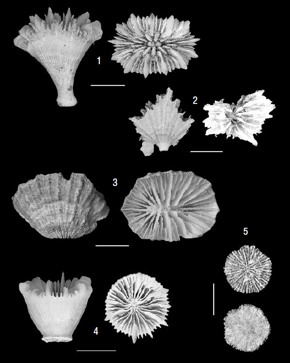Фотографии склерактиниевых кораллов. Тихий океан («Природа» №8, 2019)