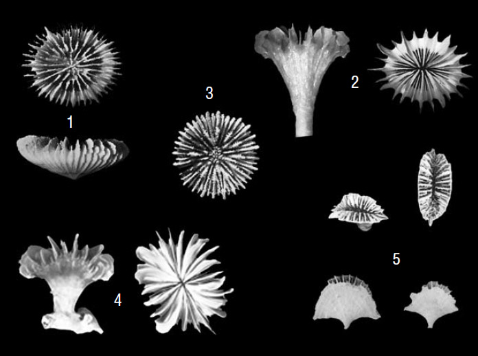 Фотографии склерактиниевых кораллов. Атлантический океан («Природа» №8, 2019)