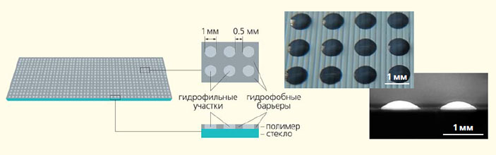 Схема и микрофотографии распределения гидрофильных и гидрофобных участков на DMA-слайде («Природа» №10, 2019)