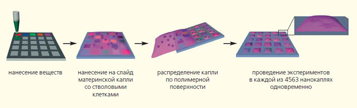 Схема эксперимента взаимодействия разных веществ и стволовых клеток («Природа» №10, 2019)