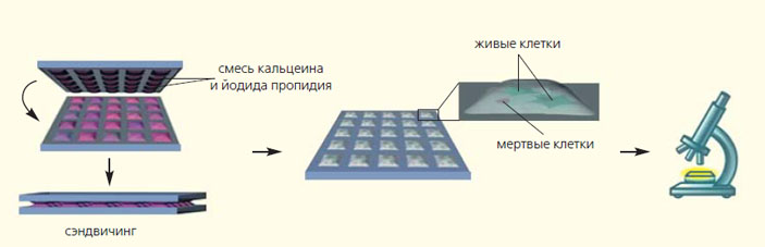 Процесс сэндвичинга — параллельного добавления красящих реагентов к клеткам («Природа» №10, 2019)