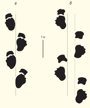 Следовые дорожки нетитанозаврового завропода и титанозавра («Природа» №10, 2019)