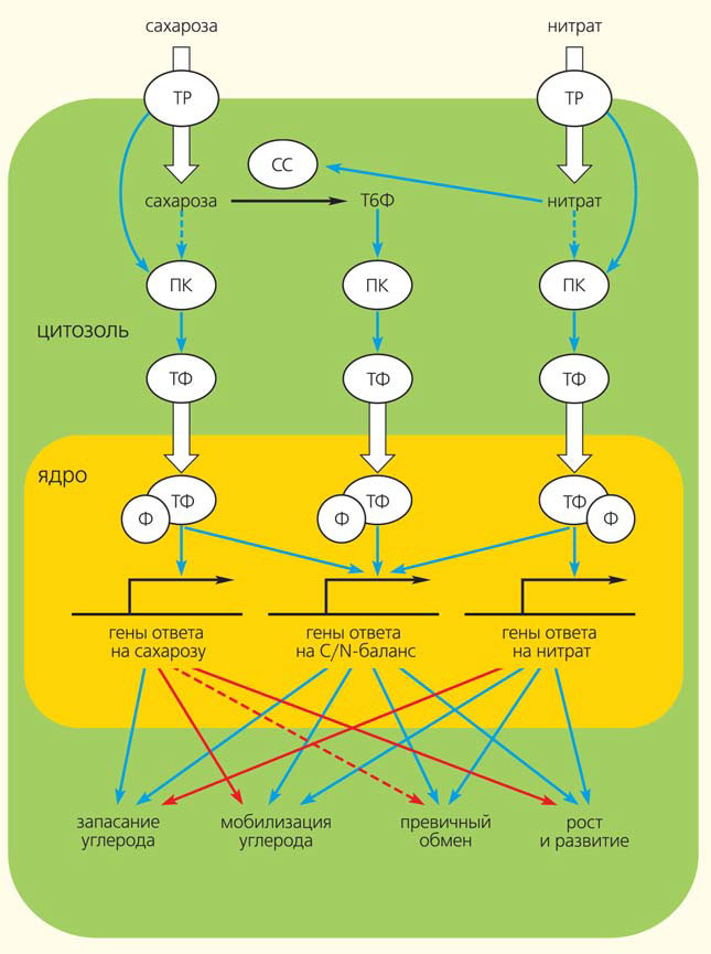Рис. 2. Внутриклеточная передача сигнала нитрата и сахарозы («Природа» №10, 2019)