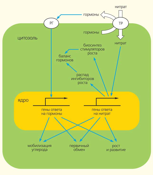 Рис. 3. Участие гормонов в передаче сигнала нитрата («Природа» №10, 2019)