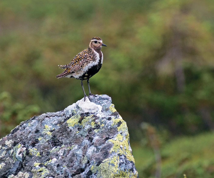 Золотистая ржанка («Природа» №10, 2019)