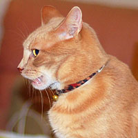 Кошачья химия