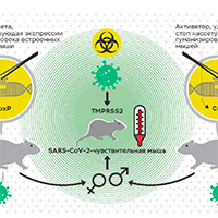 Нелетучая мышь поможет в поиске вакцин от коронавируса