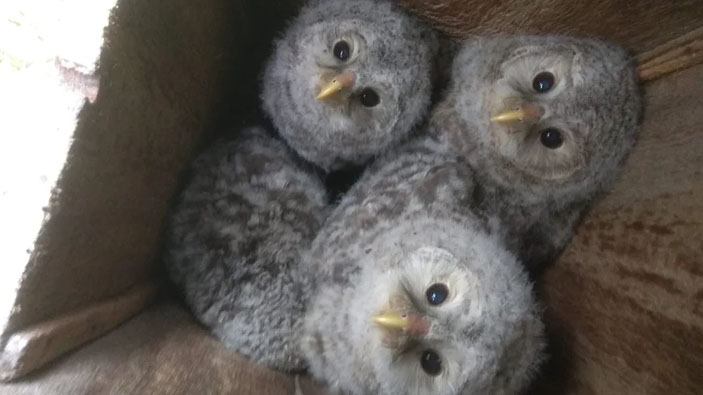 Три подкидыша из Кемерово и один родной птенец в дуплоне («Коммерсантъ Наука» № 15 (3), июнь 2020)