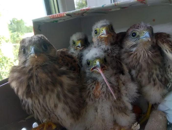 Пустельжата-сироты, принесённые в Центр реабилитации диких животных («Коммерсантъ Наука» № 15 (3), июнь 2020)