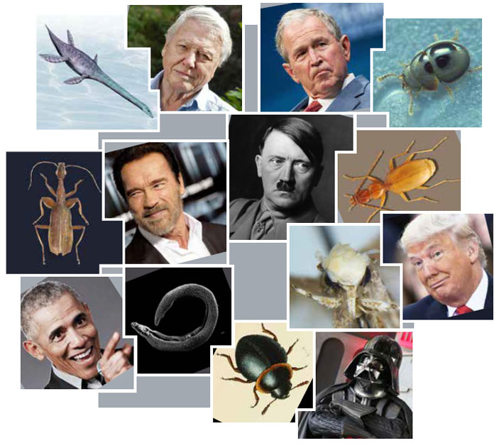 По какой причине животному присваивают имя человека? В знак уважения, в шутку, из-за комичного сходства или просто потому, что подходящие имена уже закончились, а насекомые в тропическом лесу — еще нет («Химия и жизнь» №5/6, 2020)