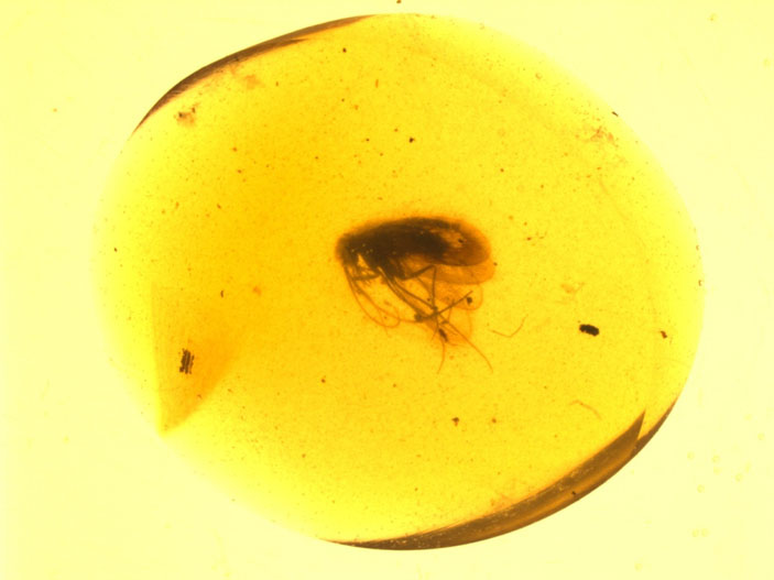Вымершее длиннохоботковое сетчатокрылое сизирида Buratina truncata в бирманском янтаре («Троицкий вариант» №14, 2020)