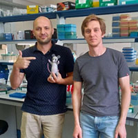 Трансгенные мыши помогут одолеть коронавирус