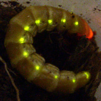 Железнодорожный червь