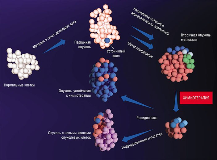 При злокачественной трансформации накапливаются мутации, и опухоль постепенно становится генетически гетерогенной («Наука из первых рук» № 1(77), 2018)