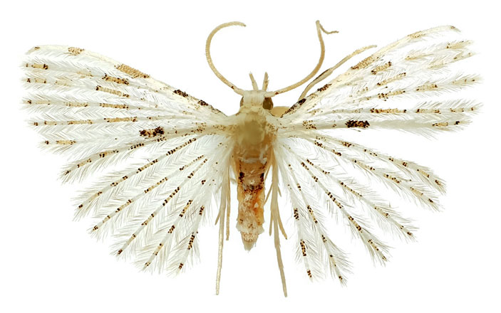 Веерокрылка Удовиченко (Alucita udovichenkoi) из ЮАР («Троицкий вариант» №18, 2020)