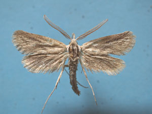 Мехария Мёрфи (Meharia murpheyi) («Троицкий вариант» №18, 2020)