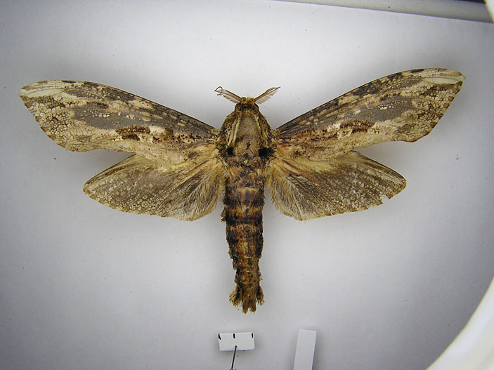 Древоточец элефант (Strigocossus elephas) («Троицкий вариант» №18, 2020)