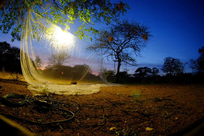 Лов насекомых на свет в Намибии («Троицкий вариант» №18, 2020)