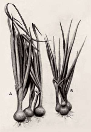 Фотография из журнала «Нива», иллюстрирующая влияние электрического тока на растения («Наука и жизнь» №8, 2020)