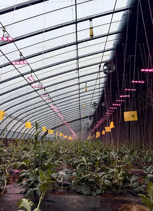 Применение электрокультуры в теплицах в Китае («Наука и жизнь» №8, 2020)