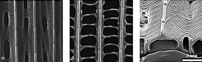 Рис. 4. Чешуйки на крыльях бабочек пропускают и отражают свет по-разному, в зависимости от структуры («Химия и жизнь» №8, 2020)