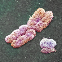 Микрофотография половых хромосом человека