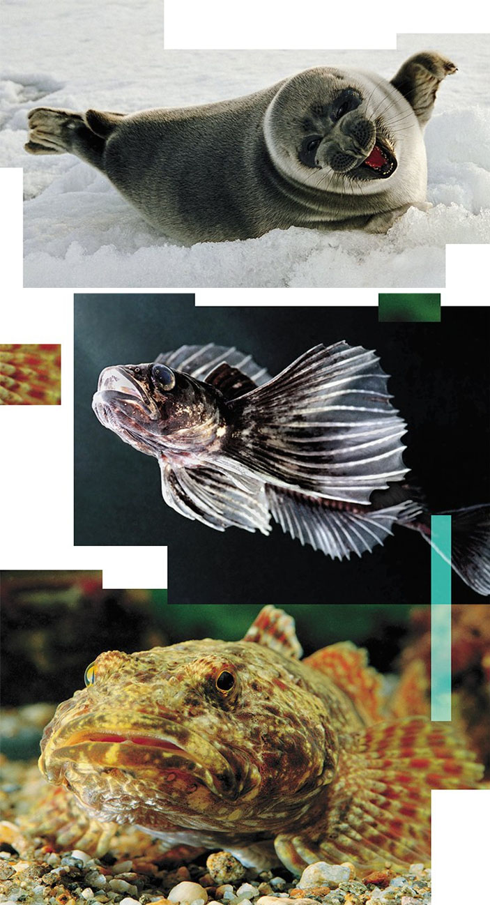 Байкальская нерпа (Pusa sibirica), длиннокрылая широколобка (Cottocomephorus inermis), большеголовая широколобка (Batrachocottus baicalensis) («Наука из первых рук» №4, 2018)