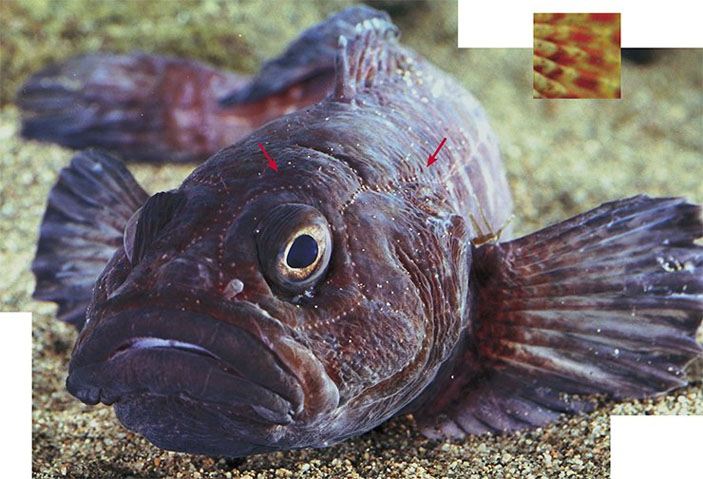 На поверхности туловища этого представителя байкальских широколобок отчетливо видны каналы сейсмосенсорной системы («Наука из первых рук» №4, 2018)