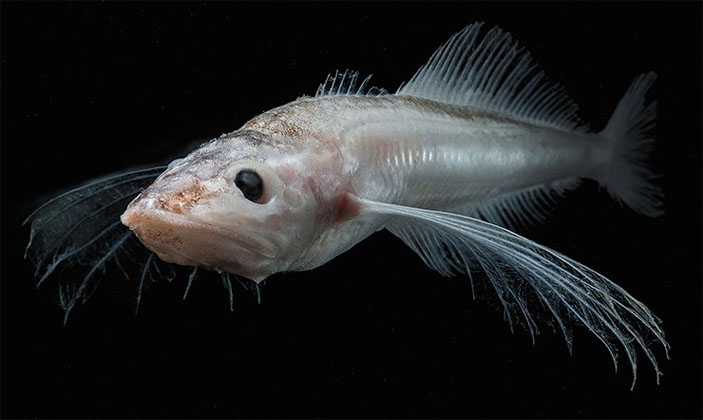 Байкальская голомянка («Наука из первых рук» №4, 2018)