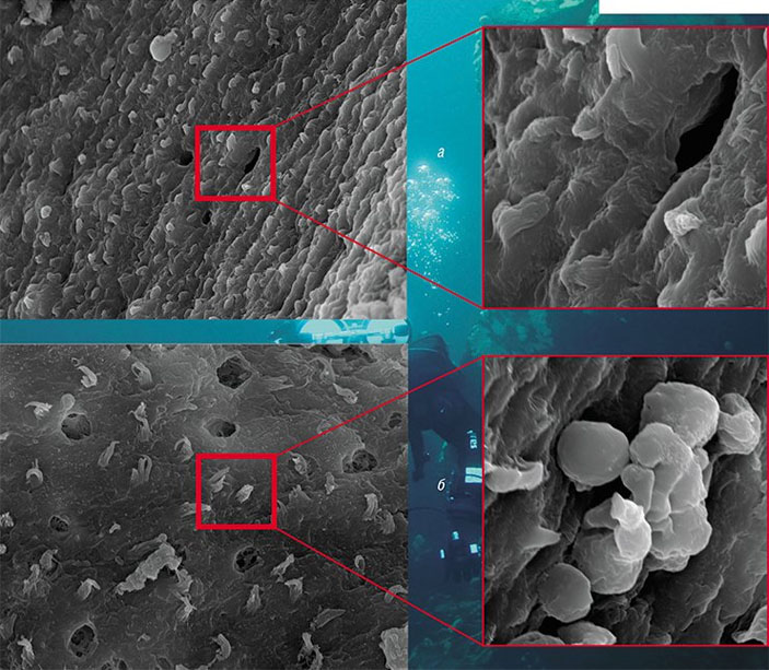 Высокая экспериментальная шумовая нагрузка приводит у байкальских сиговых рыб к разрывам слухового эпителия, а также к патологическим изменениям (вакуолизации) самих клеток («Наука из первых рук» №4, 2018)