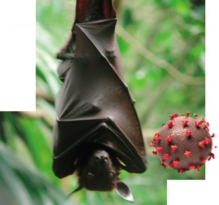 Летучая мышь в зоопарке в г. Пекин («Наука из первых рук» № 3(88), 2020)